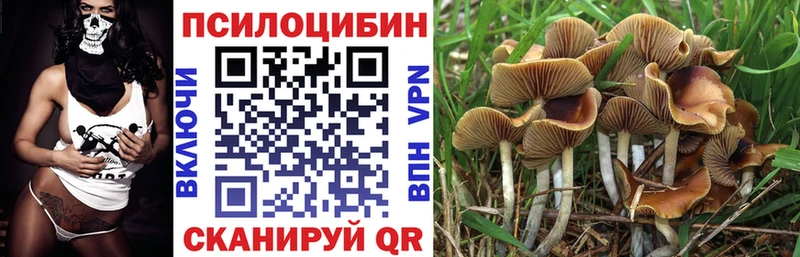 как найти закладки  Болхов  Псилоцибиновые грибы Magic Shrooms 